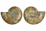 Cut & Polished, Agatized Ammonite Fossil - Madagascar #308130-1